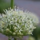 Kugellauch Allium