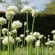 Der Weiße Garten mit Kugellauch Allium Mount Everest